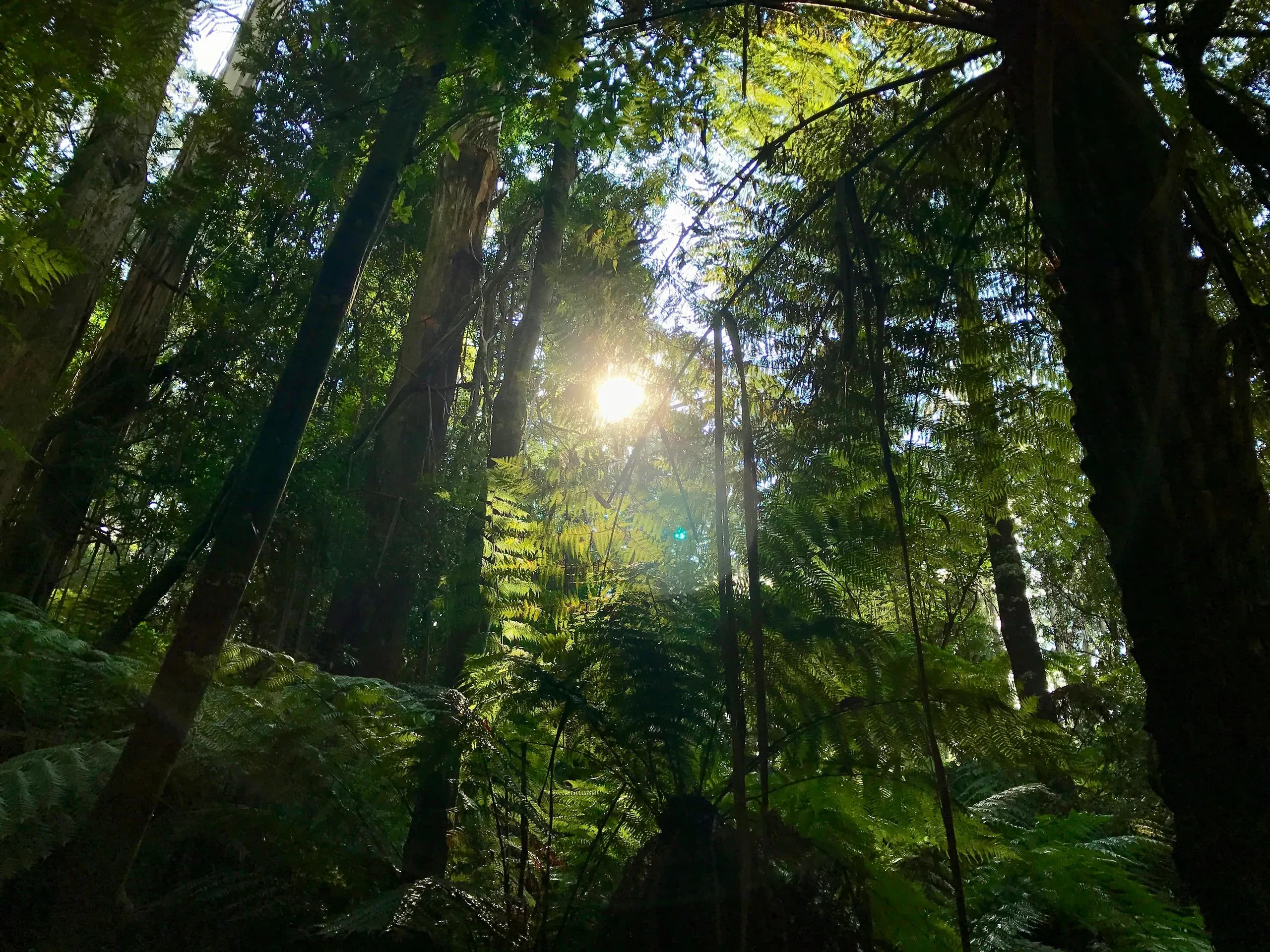 Sunlight breaking through tree ferns and tall mountain ash in the Dandenong Ranges